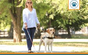 assurance chien guide d'aveugle