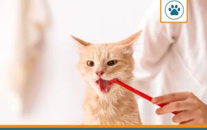 Gingivite chez le chat