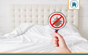 punaise de lit : l'assurance habitation pourra-t-elle prendre en charge ?