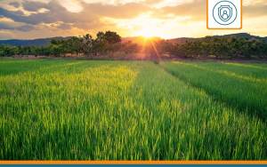 terrain agricole couvert par une assurance multirisque agricole