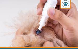 probleme oeil chien