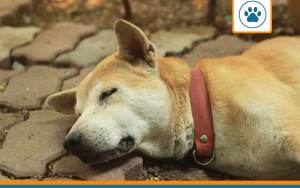 avc chien