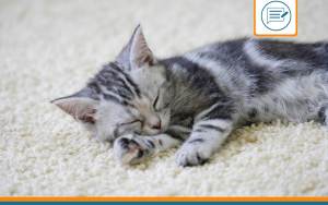 American Shorthair