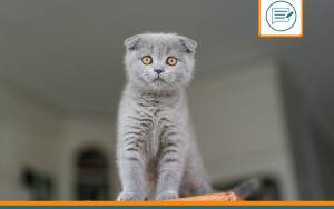 Scottish Fold