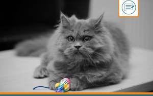 British Longhair