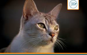 Burmilla