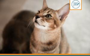 Chausie