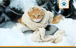 chat coryza