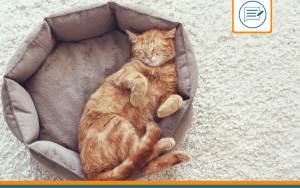 mon chat dort beaucoup