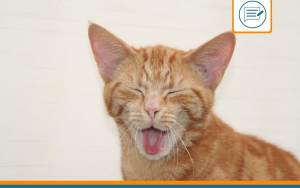 chat qui bave