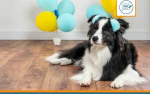 âge d'un chien en âge humain