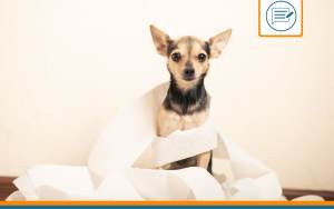 chien constipé que faire