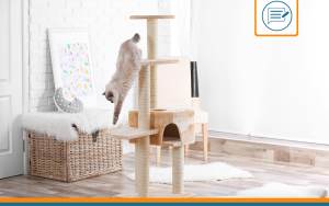 Choisir arbre à chat
