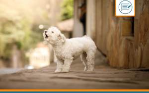 comment empecher un chien d'aboyer