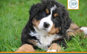 Comment se passe l'euthanasie d'un chien ?