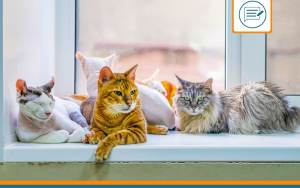 tableau race de chat