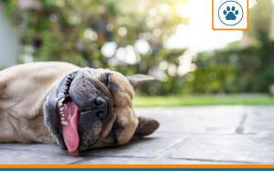 epilepsie chien