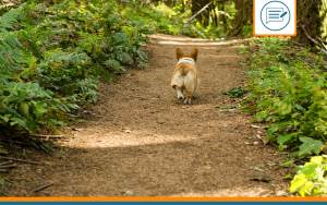fugue perte chien