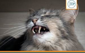 mon chat respire fort