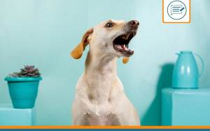 chien qui vient de mordre un autre chien