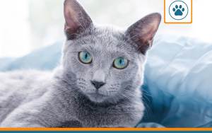 Bleu russe