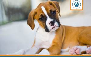 mutuelle chien boxer