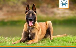 Mutuelle pour berger malinois
