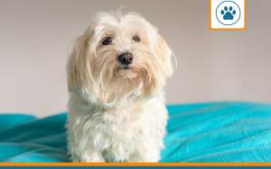 Mutuelle pour Bichon cubain