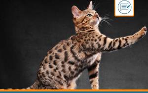 Bengal