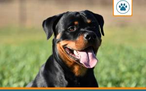 Mutuelle pour Bouvier allemand