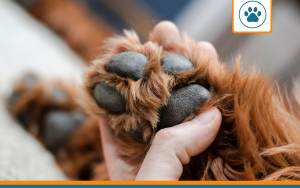 Mutuelle pour Cão de São Miguel