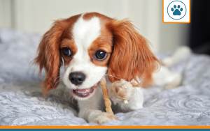 mutuelle pour cavalier king charles