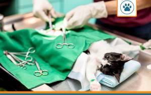chirurgie chat