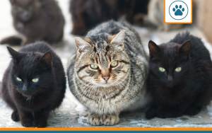 Mutuelle pour chat europeen
