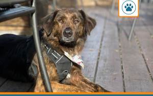 Mutuelle pour chien corse