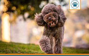 Mutuelle pour Chien d'eau romagnol