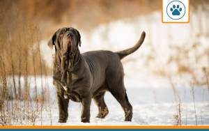 Mutuelle pour chien dogue