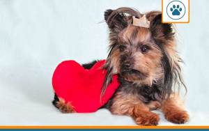 chien problème cardiaque