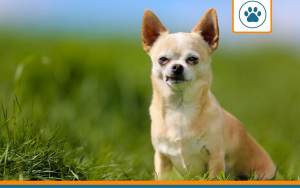 mutuelle pour chihuahua