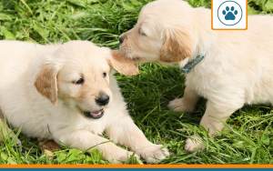 chiot couvert par une mutuelle pour chien en bas âge