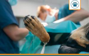 chirurgie chien