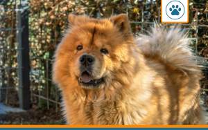chow chow couvert par une mutuelle pour chien