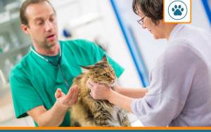 conseil santé chat