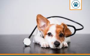 conseil santé chien