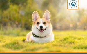 Mutuelle pour corgi