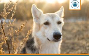 mutuelle pour un chien batard (race croisée)