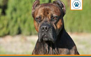 Mutuelle pour dogue espagnol
