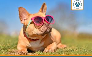Mutuelle pour dogue français