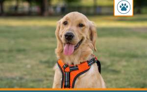 mutuelle pour golden retriever
