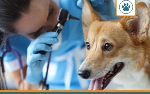 Maladies chien